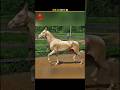 दुनिया के 99% लोगो ने ये | Hourse | नहीं देखा होगा | 🐎 #shorts