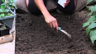 Spacing for Planting Romaine Lettuce : The Chef's Garden