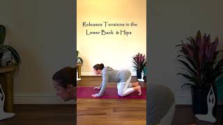 Heal Your Nervous System: Somatic Release Spinal Flow - Cat-Cow for Deep Lower Back Pain✨ #catcow