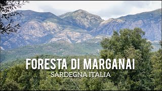 Marganai Forest Sardinia Italy