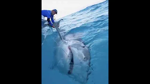 Massive 1000lb Tiger Shark caught while Bottom Fishing