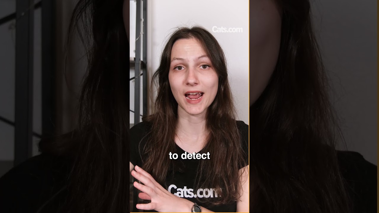 Cats Are the ONLY Mammal That Can't Taste Sweetness! 