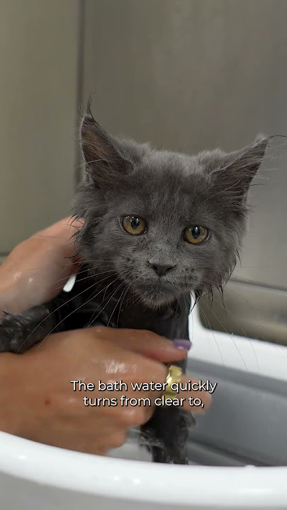 Maine Coon Kitten is the cutest baby on earth