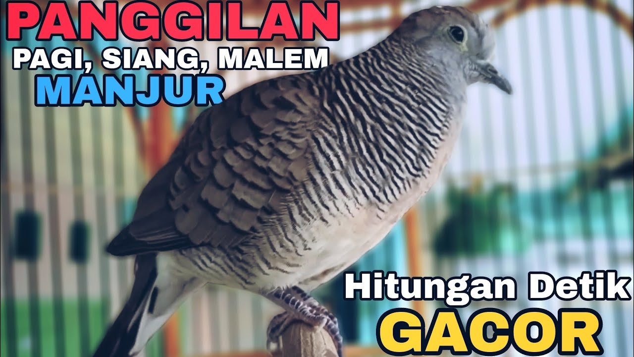 Perkutut Lokal Gacor || Ahli Pikat Enak Untuk Pancingan Terapi Pagi Siang Malem 