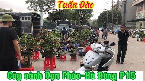 Cây cảnh: Chợ Vạn Phúc-Hà Đông P15.