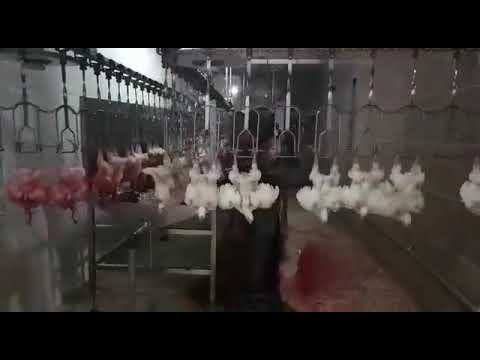مسلخ دواجن في السعودية طاقة 2000 طائر بالساعة     2000 