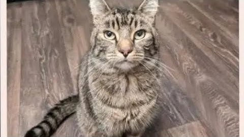 getting 7 infects in zs (item asylum)