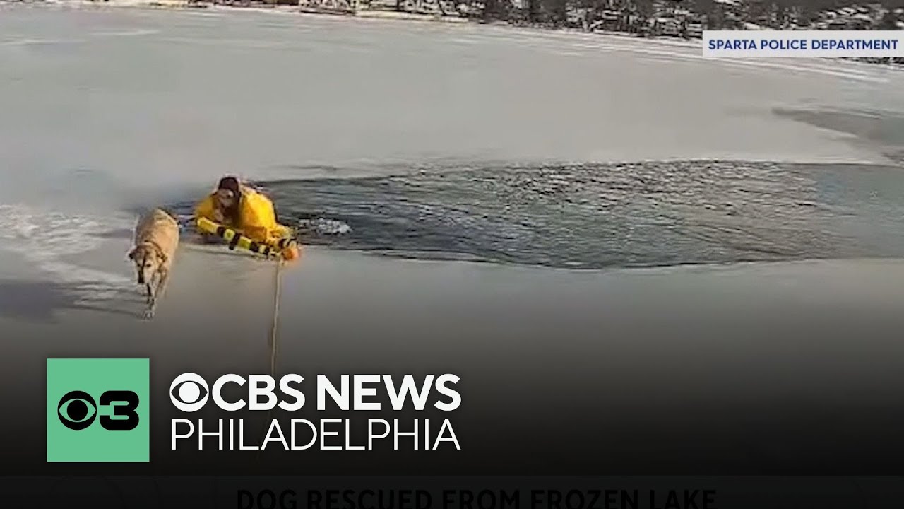 Video shows New Jersey police officer rescuing dog from icy water - YouTube