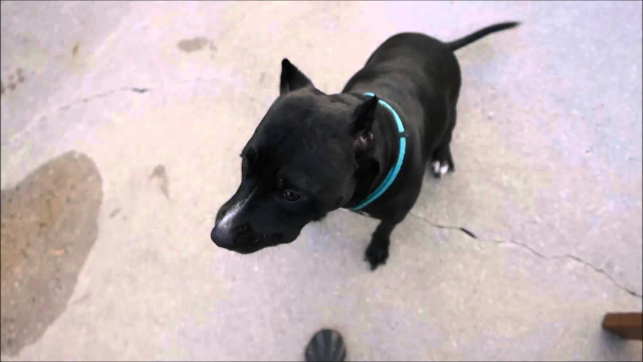 Ebony - A1055912 - Brooklyn ACC camera iphone 8 plus apk