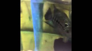 video 1444024778 mp4