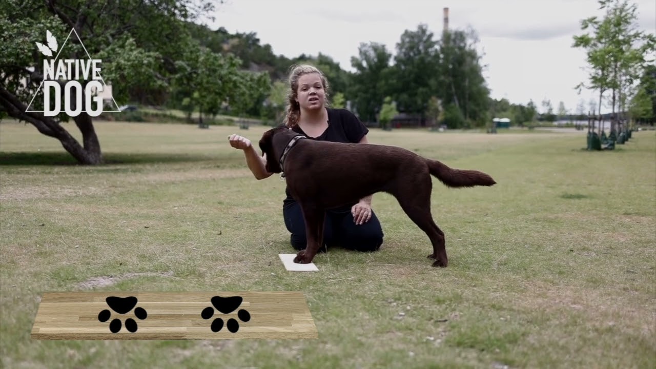 Nativedog - Lär hunden 
