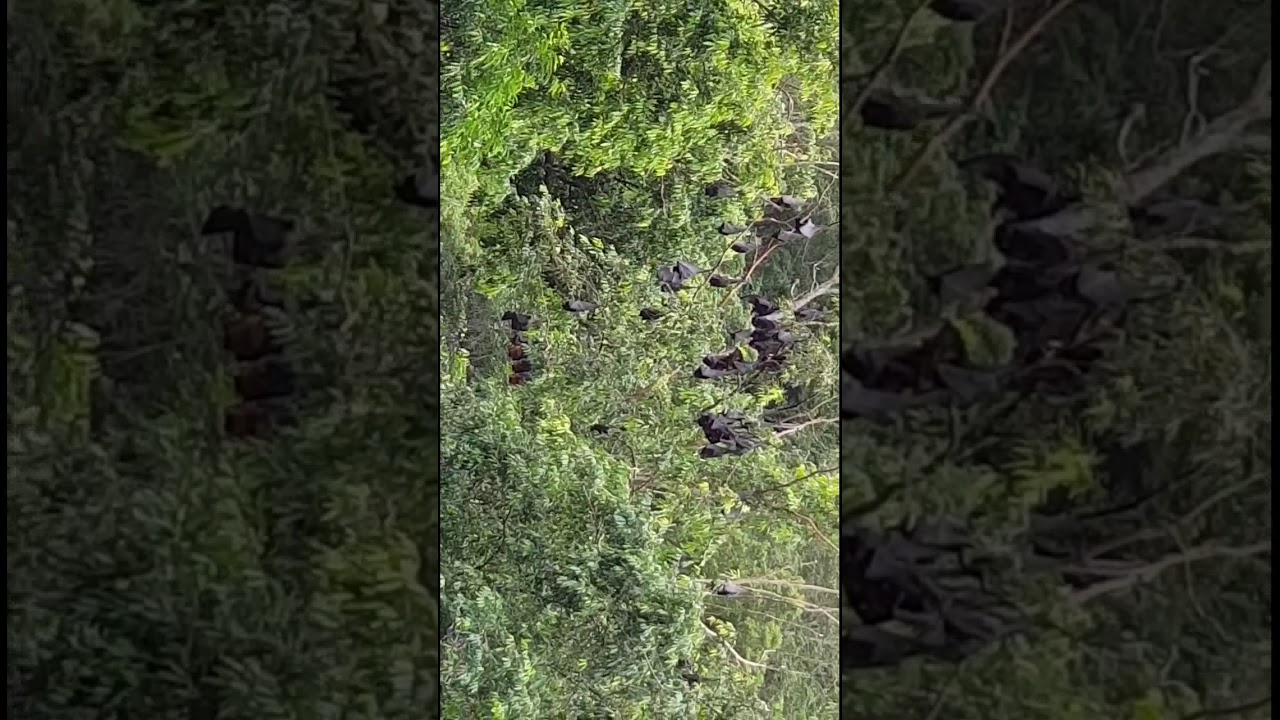 Flying fox|| daming kwaknet sa Australia