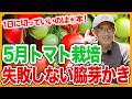 家庭菜園や農園のトマト栽培で失敗しない脇芽かき！1日に切って良い本数とトマトの育て方！【農家直伝】