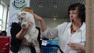 Международная выставка кошек октябрь 2015 клуб Лидер Редкий окрас вислоухий Международная выставка кошек октябрь 2015 клуб Лидер Редкий окрас вислоухий