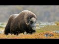 Musk Oxen Sound Untamed Beauty Of The North 