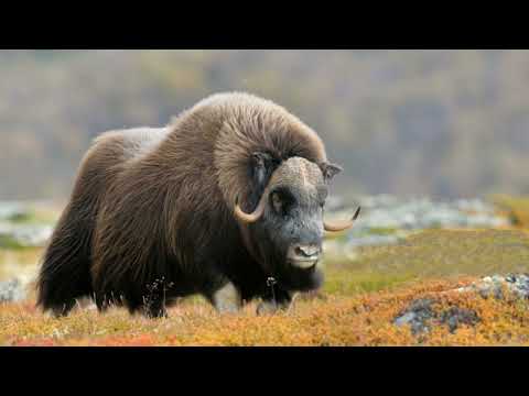 Musk Oxen Sound Untamed Beauty Of The North 