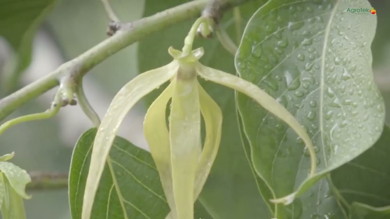 Agrotek | Bunga Kenanga Manjadi Komoditas Export Indonesia