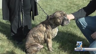 Sioux City Animal Adoption and Rescue search for the owner of a special dog