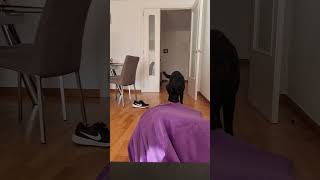 Owner's Blanket Hide and Seek Game with His Dog