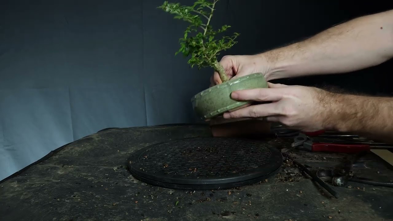 Первая пересадка в моей новой студии: трансформация бонсая китайской бирючины.