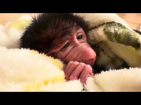 Rejected by its mother, a baby monkey finds an unexpected new