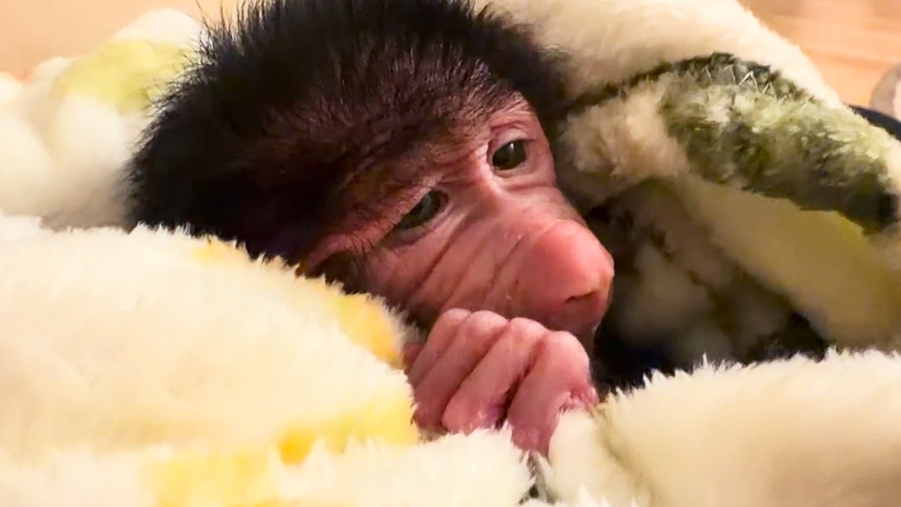 Rejected by its mother, a baby monkey finds an unexpected new