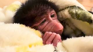 Rejected by its mother, a baby monkey finds an unexpected new