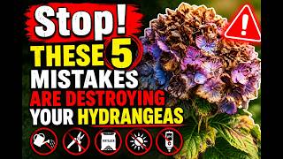Stop! These 5 Mistakes Are Destroying Your Hydrangeas