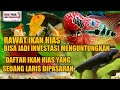 INI DIA DAFTAR IKAN HIAS YANG SEDANG LARIS DIPASARAN  NO 5 UNIK BANGET