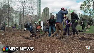 Tiny forest sprouts in concrete jungle