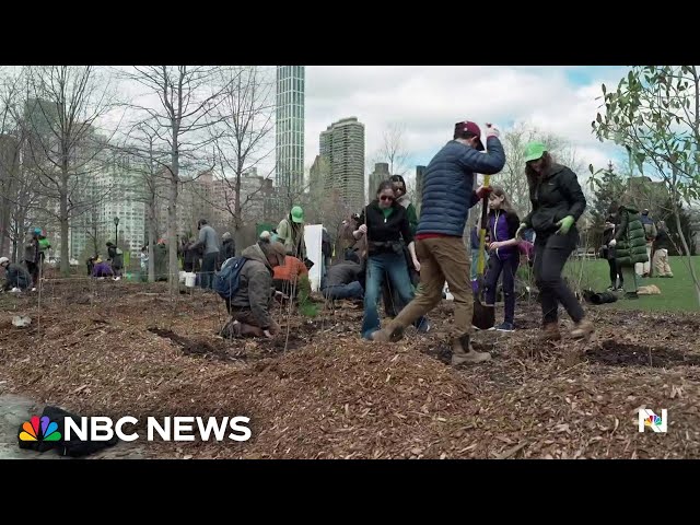 Tiny forest sprouts in concrete jungle