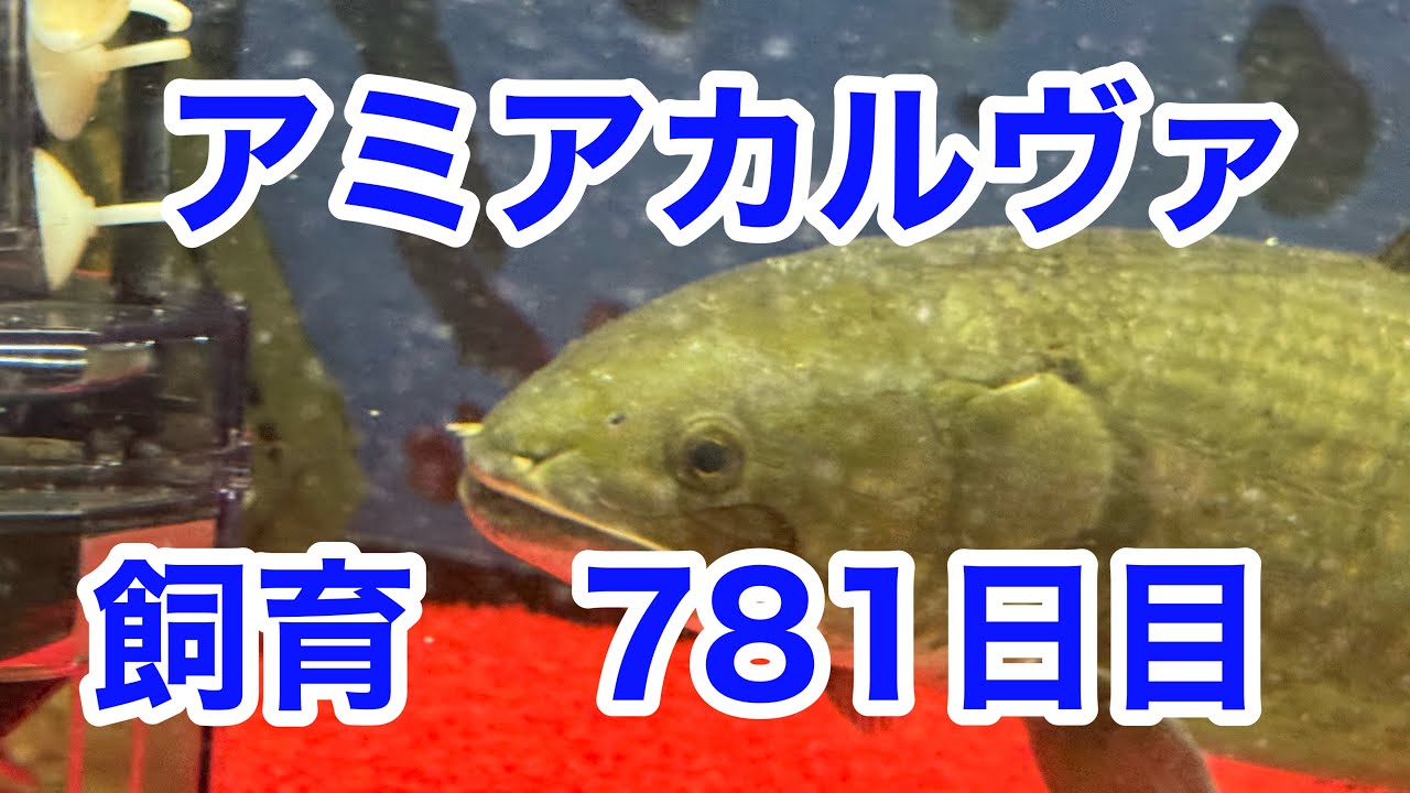 古代魚】アミアカルヴァ781日目 - YouTube 古代魚】アミアカルヴァ781日目 - YouTube