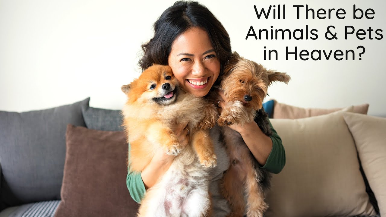 Will There be Animals and Pets in Heaven? YouTube