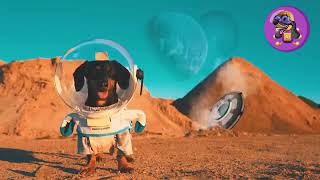 sausage the dog ai with brain stdai pinksale fairlaunch movie complete big bone