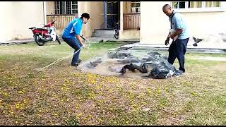 Woww Misi Tangkap Merpati Guna Jala (Pigeon Catch Using Fishing Net)