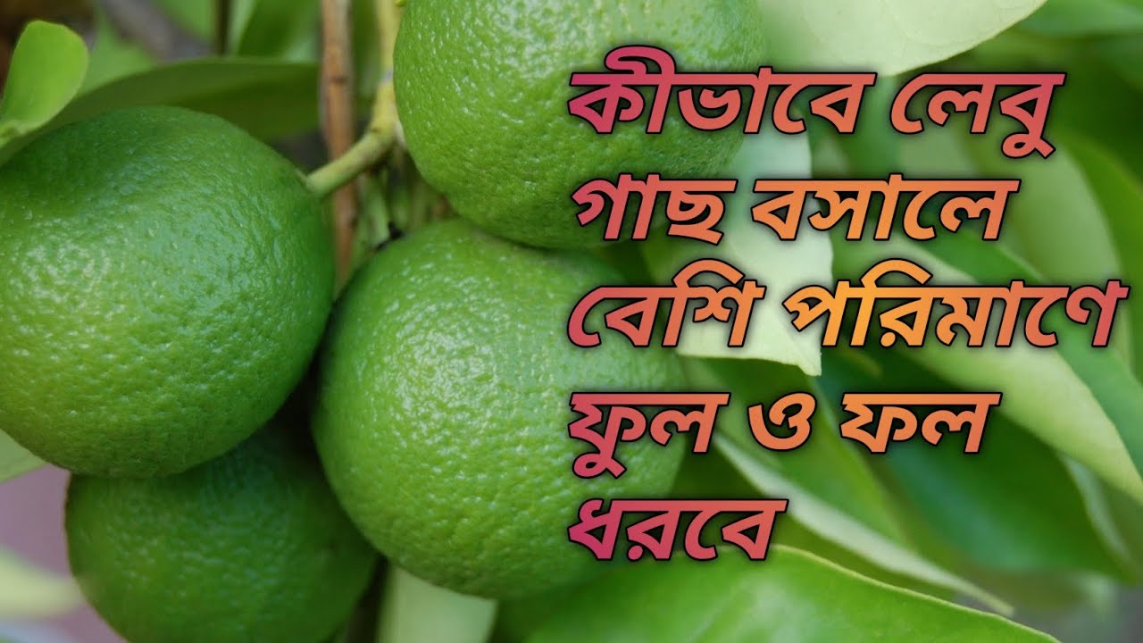 লেবু গাছ কীভাবে প্রতিস্থাপন করলে বেশি ফুল ও ফল ধরবে  , Plants care & nature 