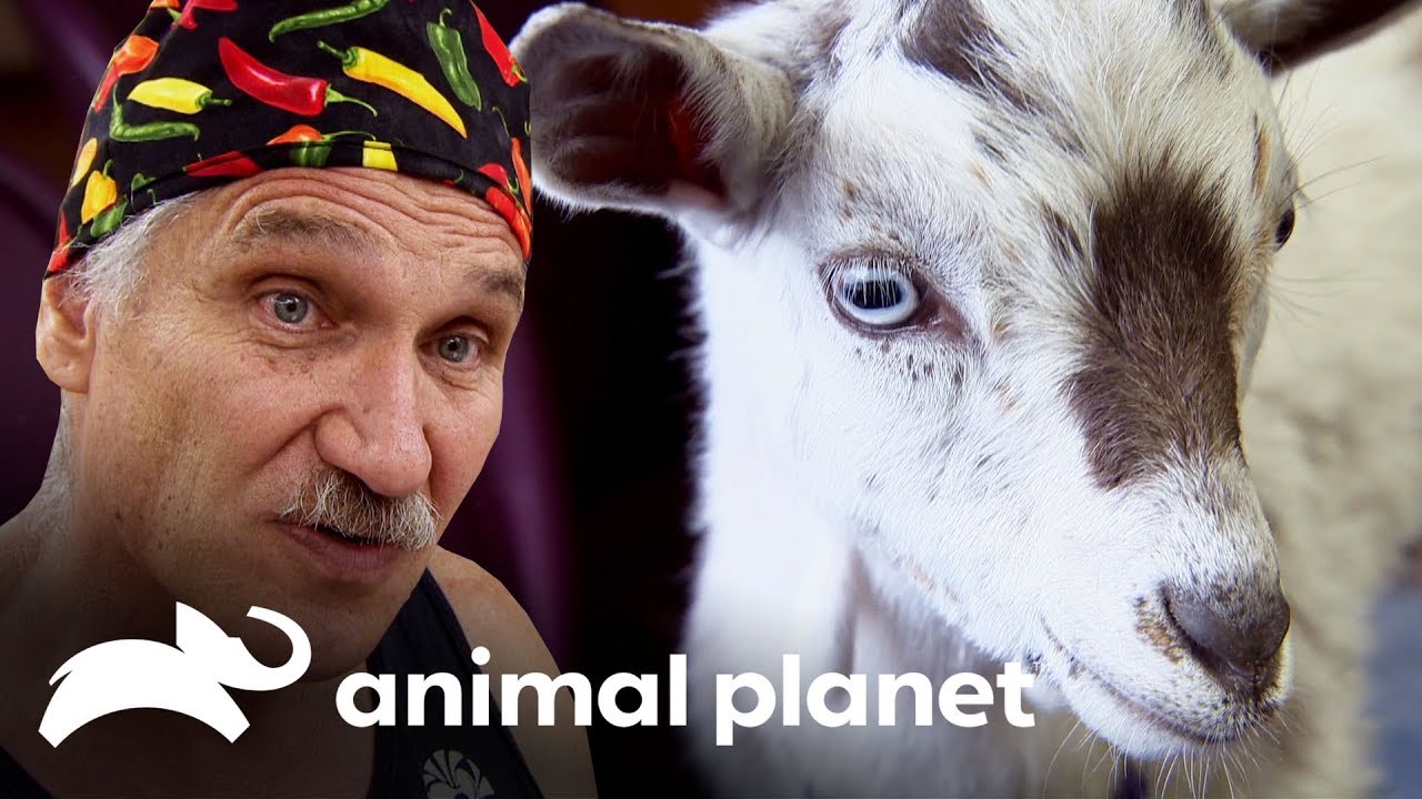 Una mascota inusual Dr. Jeff, Veterinario Animal YouTube