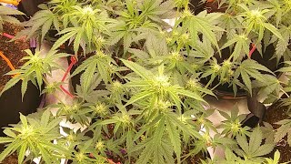 Okie GROW SHOW