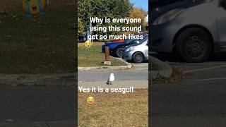 Pls make it viral for the seagull😂😂 #seagull