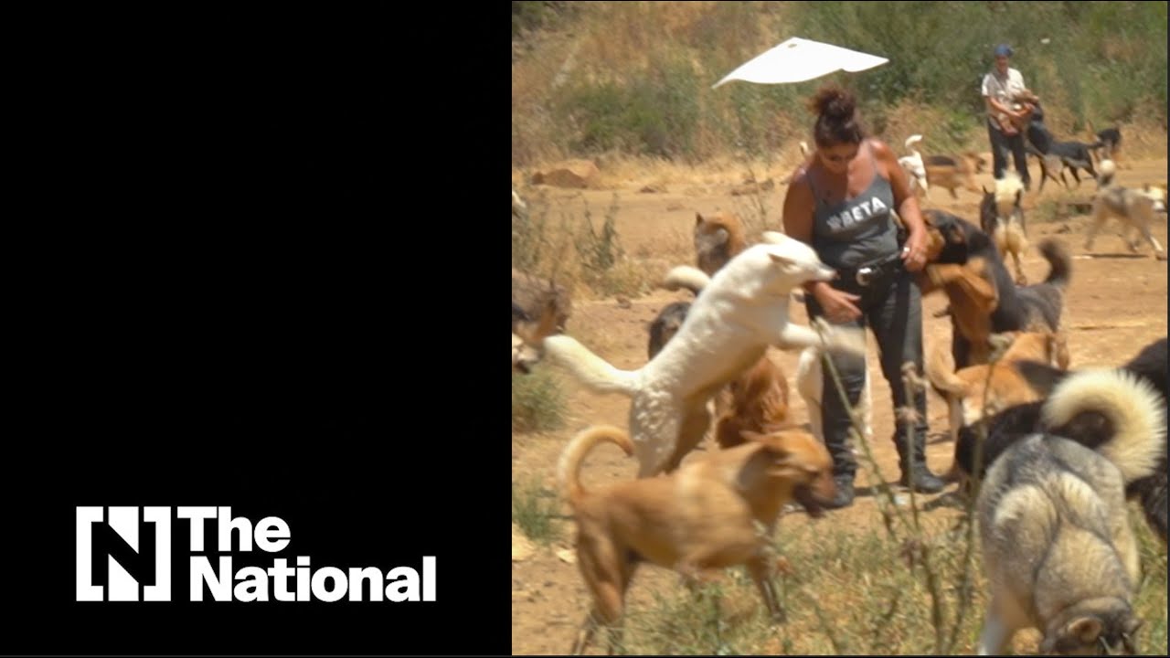 Pets shelter in Lebanon suffering amid the economic crisis