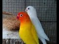 Harga Burung Lovebird Violet