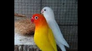Ciri Ciri Dan Harga Burung Lovebird Violet Terbaru 2019