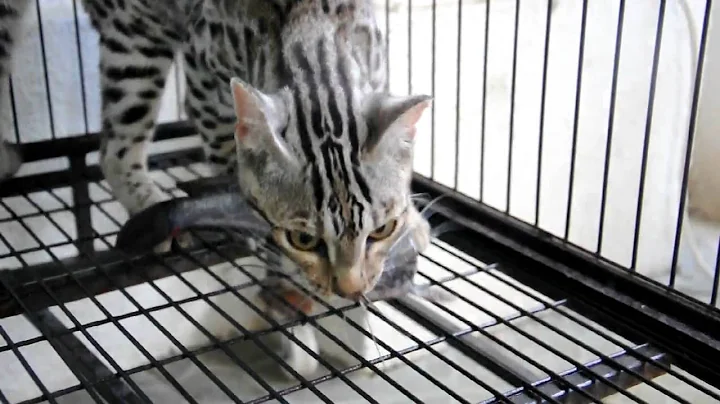 Watch the video about Secret My F1 bengal have a good health