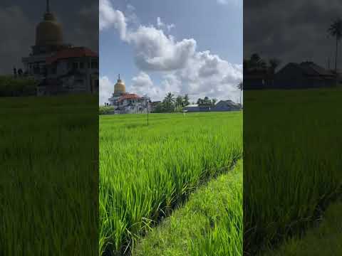 🐣 #бали #отдых #красиво #путешествие #стиль #природа #bali #style #travel