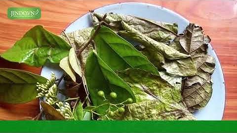 Bài thuốc cây xạ đen và tác dụng điều trị bệnh ung thư cực kỳ hiệu quả