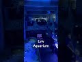 Lviv aquarium fish fisch Ukraine Львів океанаріум рибки акваріум Львов аквариум океанариум русалка