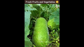 Fresh Fruits and Vegetables 😊#fruits #vegetables #nature #video #videography