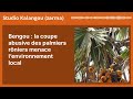 Bengou La Coupe Abusive Des Palmiers Rôniers Menace L Environnement Local Studio Kalangou
