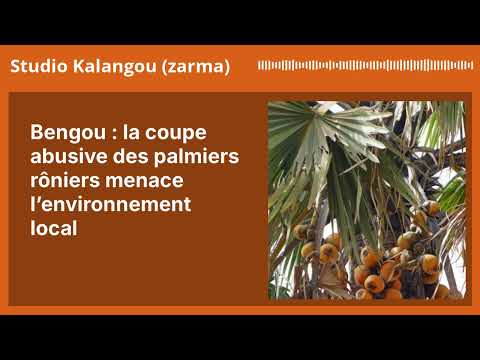 Bengou La Coupe Abusive Des Palmiers Rôniers Menace L Environnement Local Studio Kalangou 