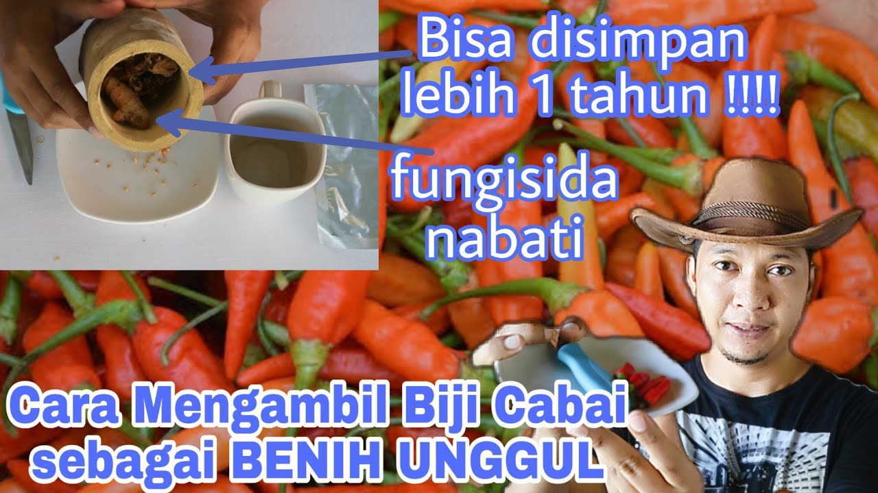 Cara membuat benih cabai unggul dari biji, tidak kalah dengan benih pabrikan